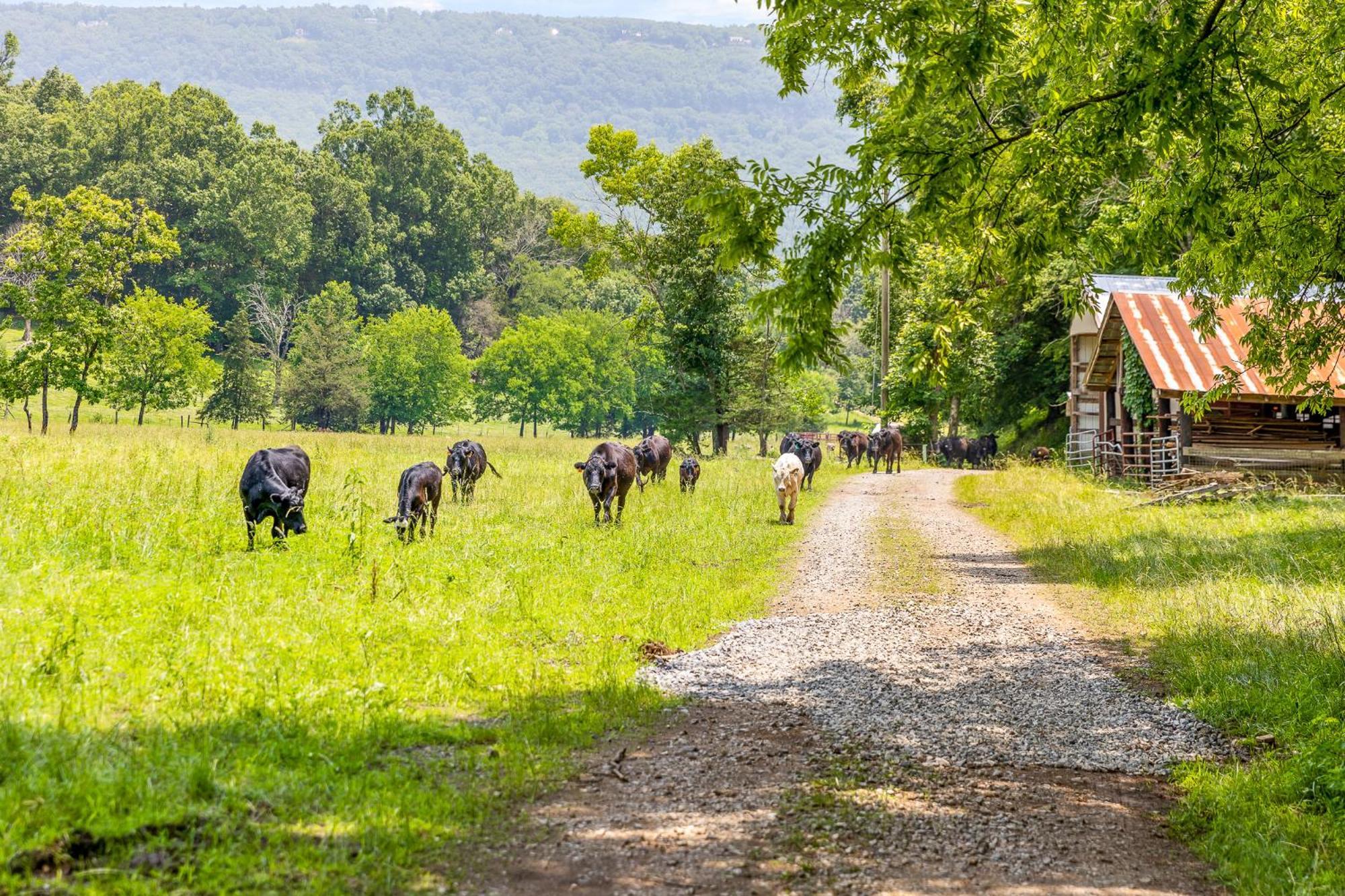 Quail Run Farm Pool Home تشاتانوغا المظهر الخارجي الصورة