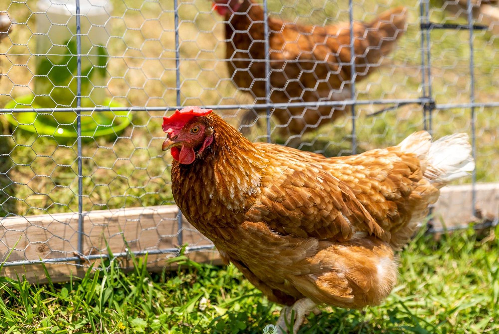Quail Run Farm Pool Home تشاتانوغا المظهر الخارجي الصورة