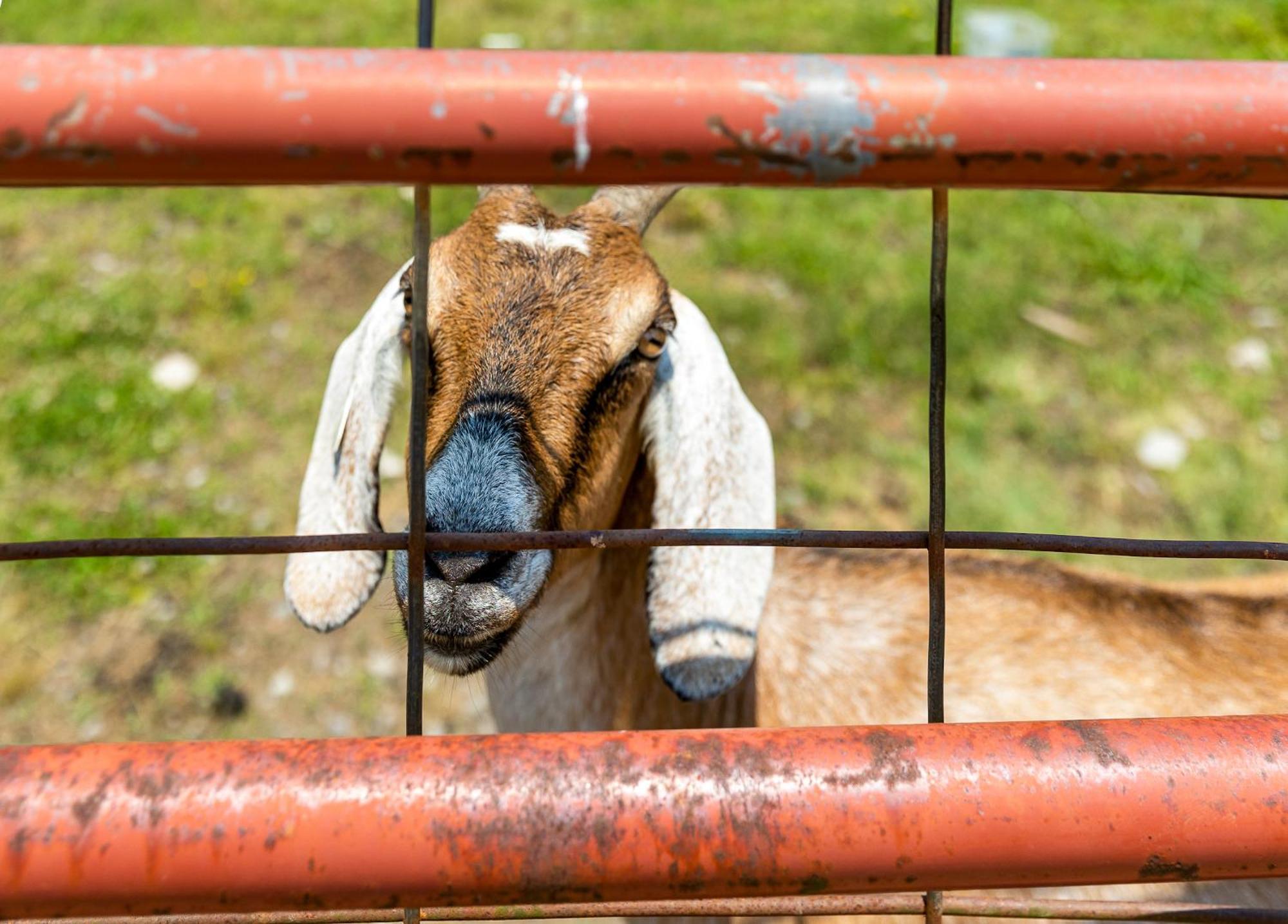 Quail Run Farm Pool Home تشاتانوغا المظهر الخارجي الصورة